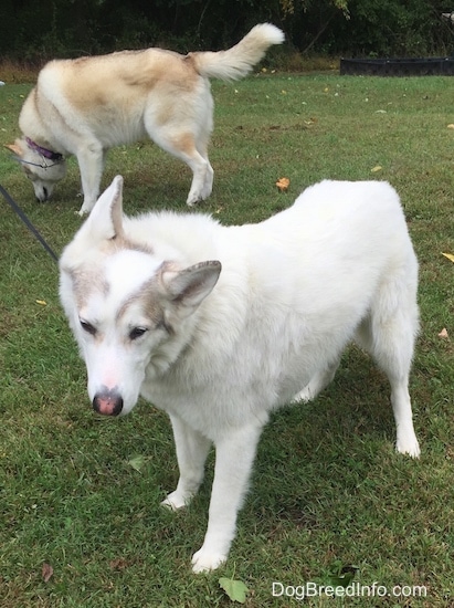 A white with tan Native American Indian Dog is standing in grass and behind it is a tan and white with black tips Native American Indian Dog smelling the ground.